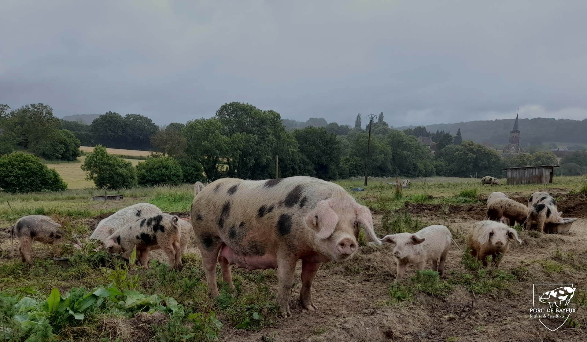 L'Embellie création graphique - Identité visuelle du syndicat des éleveurs de la race porcine de Bayeux